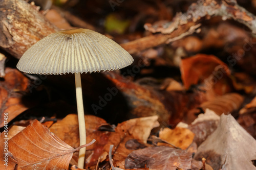 Pilz Dehnbarer Helmling, Mycena epipterygia  photo