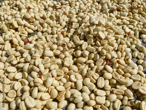 Coffee beans are drying at coffee farm, Thailand.