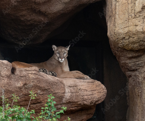 Photography Mountain Lion Resting on Canyon Ledge