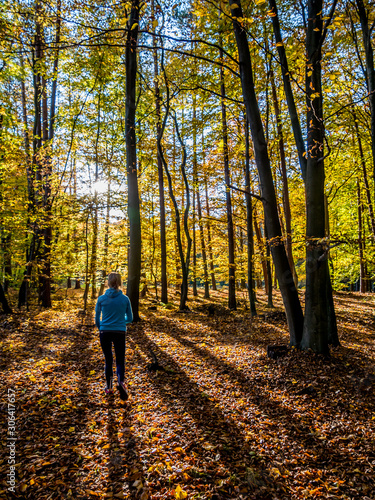 walk in the forest