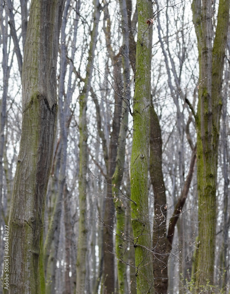 Leafless forest in early spring.