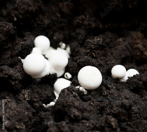 Button mushrooms in the ground
