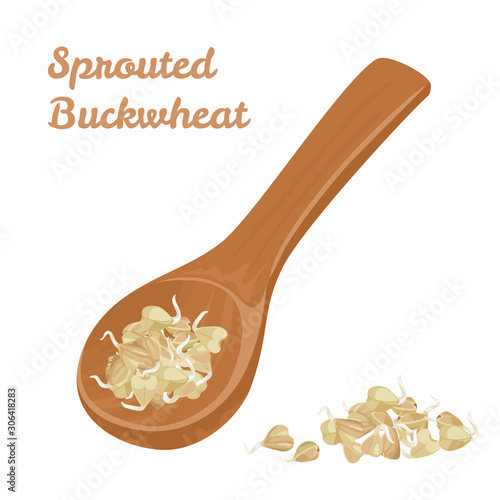Sprouted grains of green buckwheat in wooden spoon isolated on  white background. Vector illustration of healthy food in cartoon simple flat style.