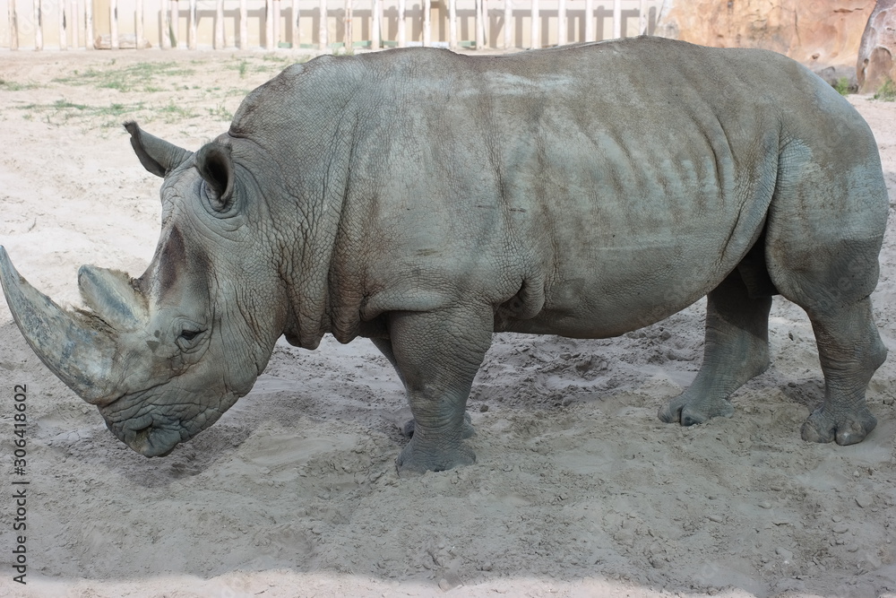 Fototapeta premium white rhinoceros in zoo