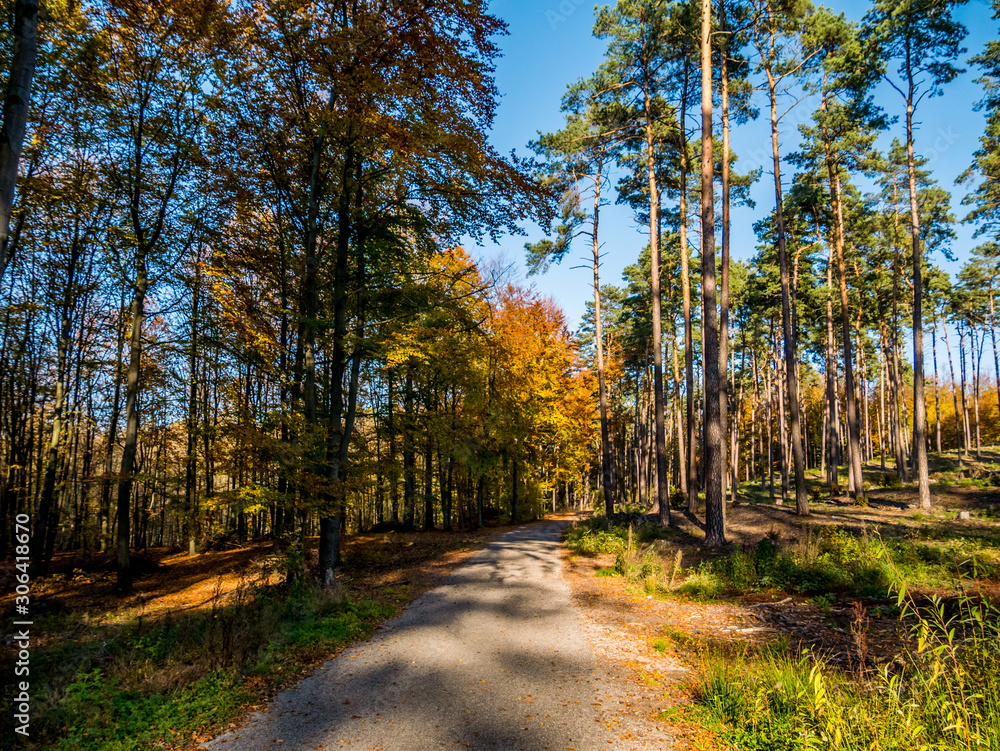 road in the autumn forest road in the autumn forest