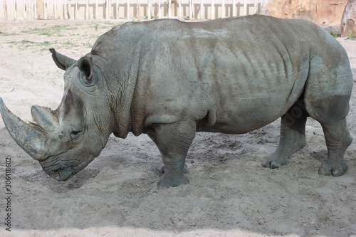 white rhinoceros in zoo