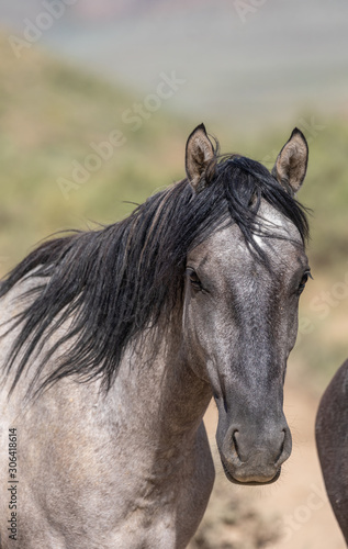 Wild Horse in Sand Wash Basin Colorado in Summer