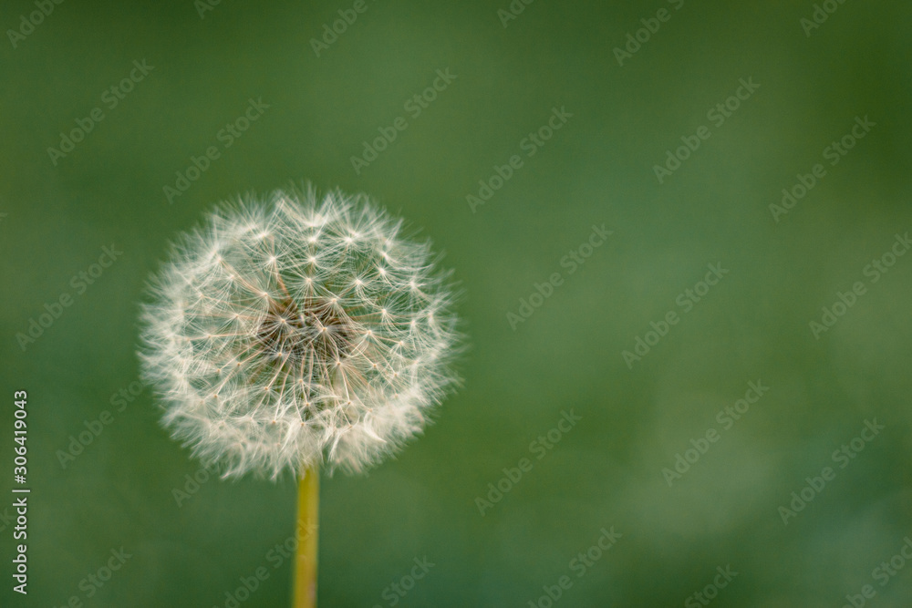 Obraz premium Dandelion