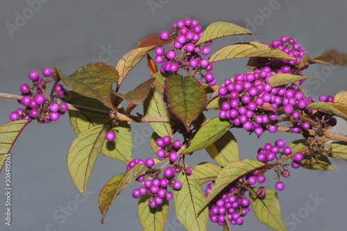 Lila Früchte der Pflanze Schönfrucht, Liebesperlenstrauch, Callicarpa giraldii Fruchtstand  photo