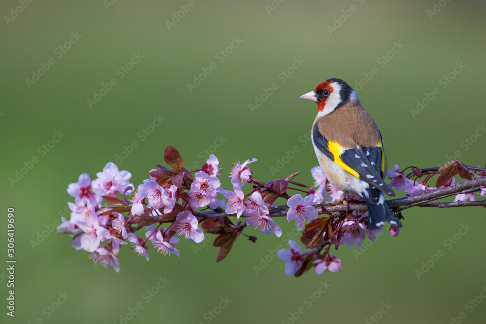 European Goldfinch ( Carduelis carduelis ) on a blossoming branch. Slovakia European Goldfinch ( Carduelis carduelis ) on a blossoming branch. Slovakia