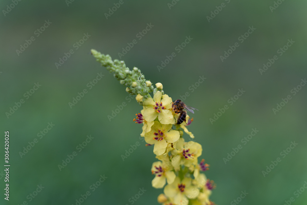 Fototapeta premium Biene auf Blüte