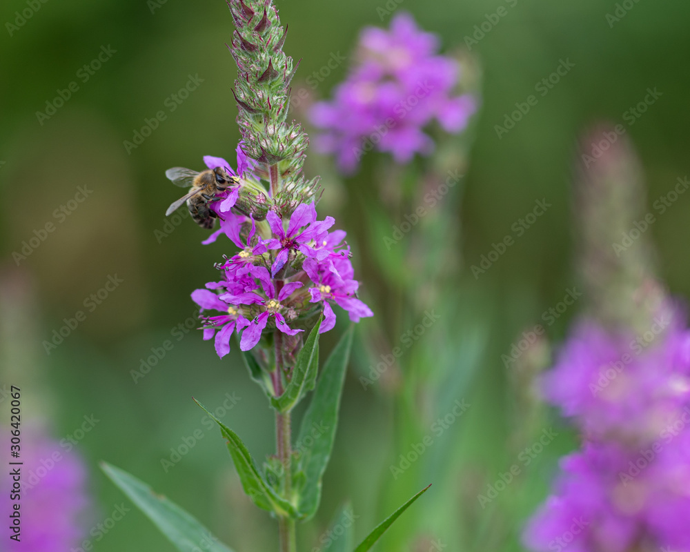 Obraz premium Biene auf Blüte