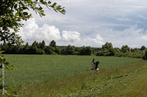 stork takes off over a field