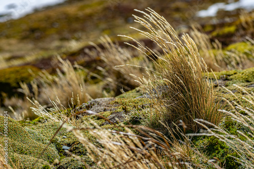 hierbajos de montaña doblados por el viento