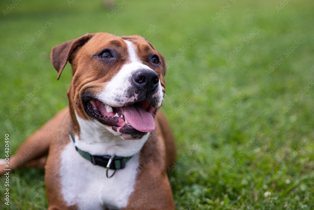 Amstaff Muffin