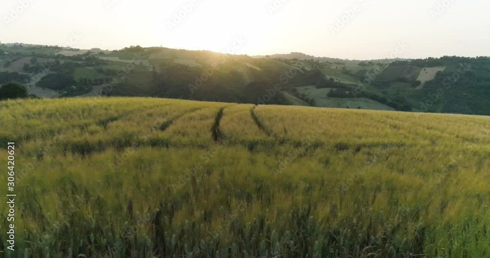 Hills, grain fields and vinyards in Le Marche, Italy during the sunset. Beautiful panorama with farm houses, rural roads and blue sky. Aerial view by drone. Hills, grain fields and vinyards in Le Marche, Italy during the sunset. Beautiful panorama with farm houses, rural roads and blue sky. Aerial view by drone.