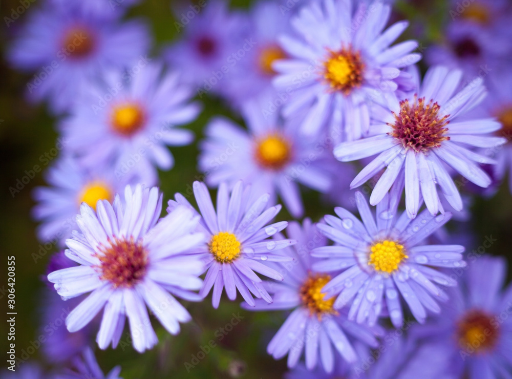 Blue aster flowers. Blue aster flowers.