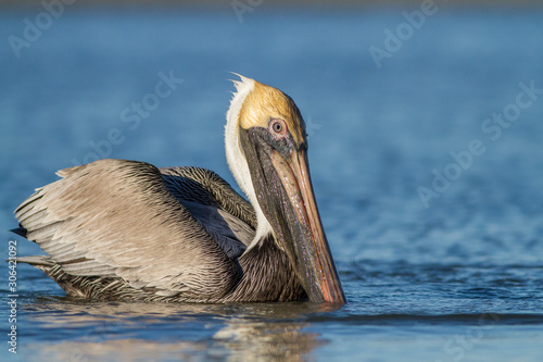 Brown pelican (Pelecanus occidentalis) in Sanibel Island, Florida