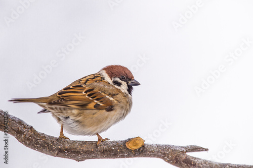 Eurasian Tree Sparrow (Passer montanus) on white background