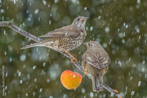 Fotografie, Obraz Singing thrush (turdus philomelos) on a cold winter day on a branch of a paradis