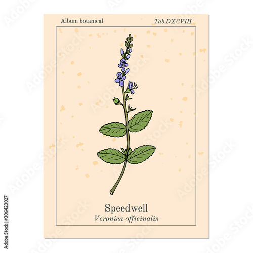 Heath speedwell Veronica officinalis 