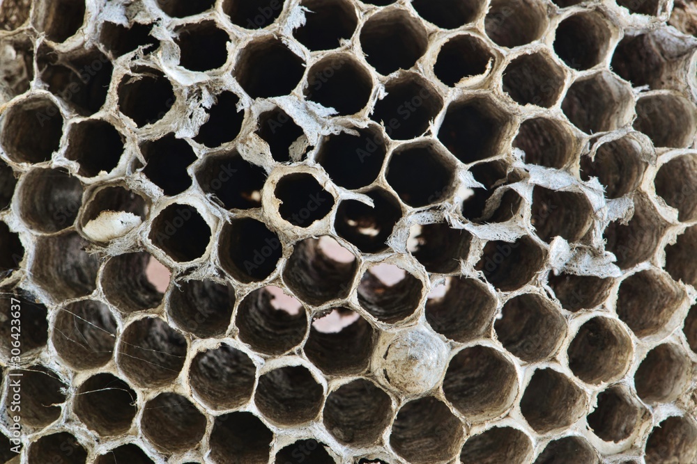 Paper Wasp nest macro image showing the detailed full frame structure of the cells. Nest has long been abandoned and removed from its original location. Photo taken in Houston, TX. Paper Wasp nest macro image showing the detailed full frame structure of the cells. Nest has long been abandoned and removed from its original location. Photo taken in Houston, TX.