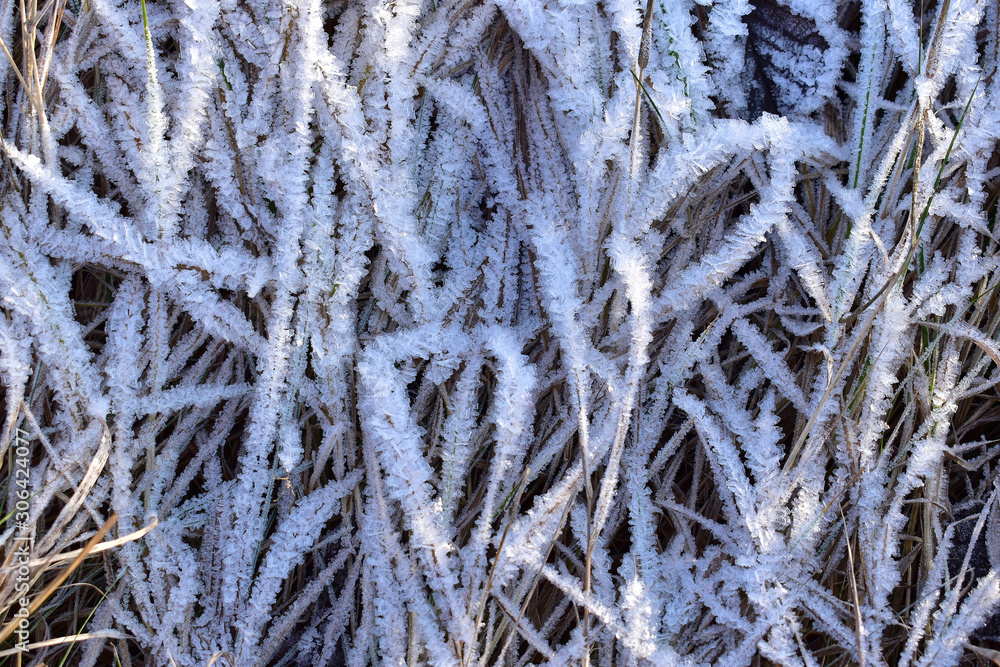 grass covered with hoarfrost. background picture grass covered with hoarfrost. background picture