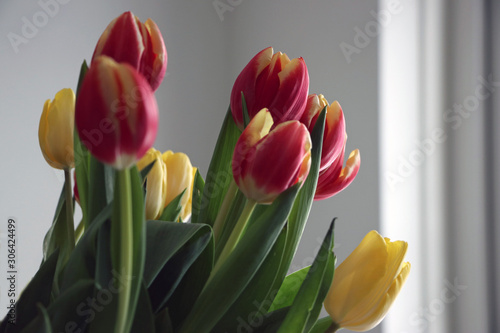 bouquet of tulips on white background