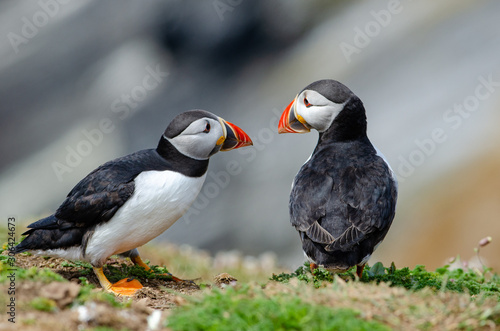 Atlantic puffins  Fratercula arctica   Skomer  United Kingdom