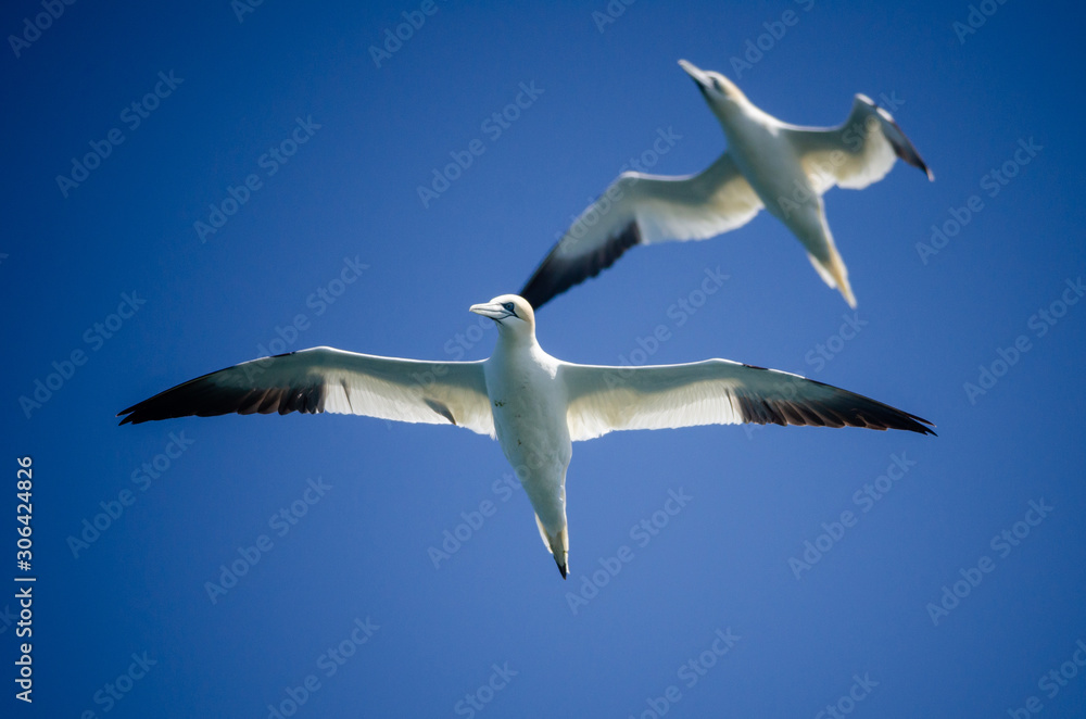 Fototapeta premium Flying gannets near Grassholm island, in Pembrokeshire Coast National Park, UK