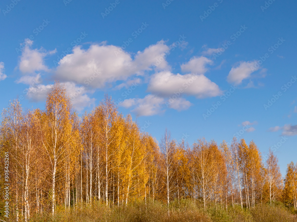 colorful autumn landscape by the lake, golden autumn, colorful trees and reflections