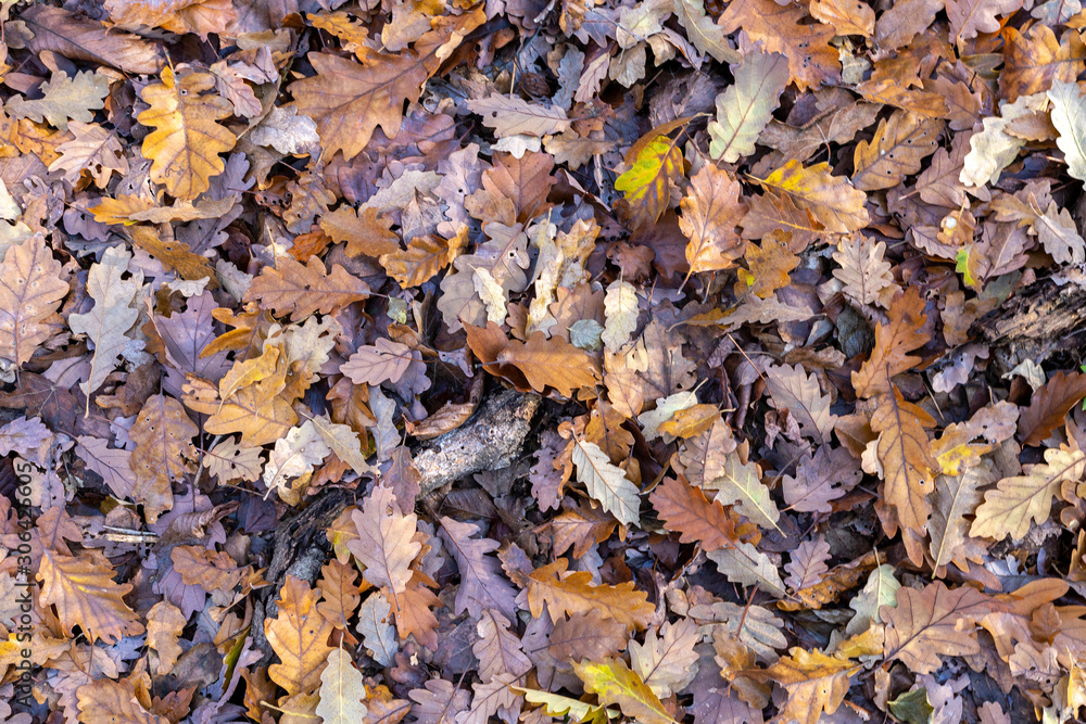 Texture of oak leaves on the ground Texture of oak leaves on the ground