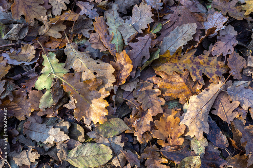 Texture of oak leaves on the ground