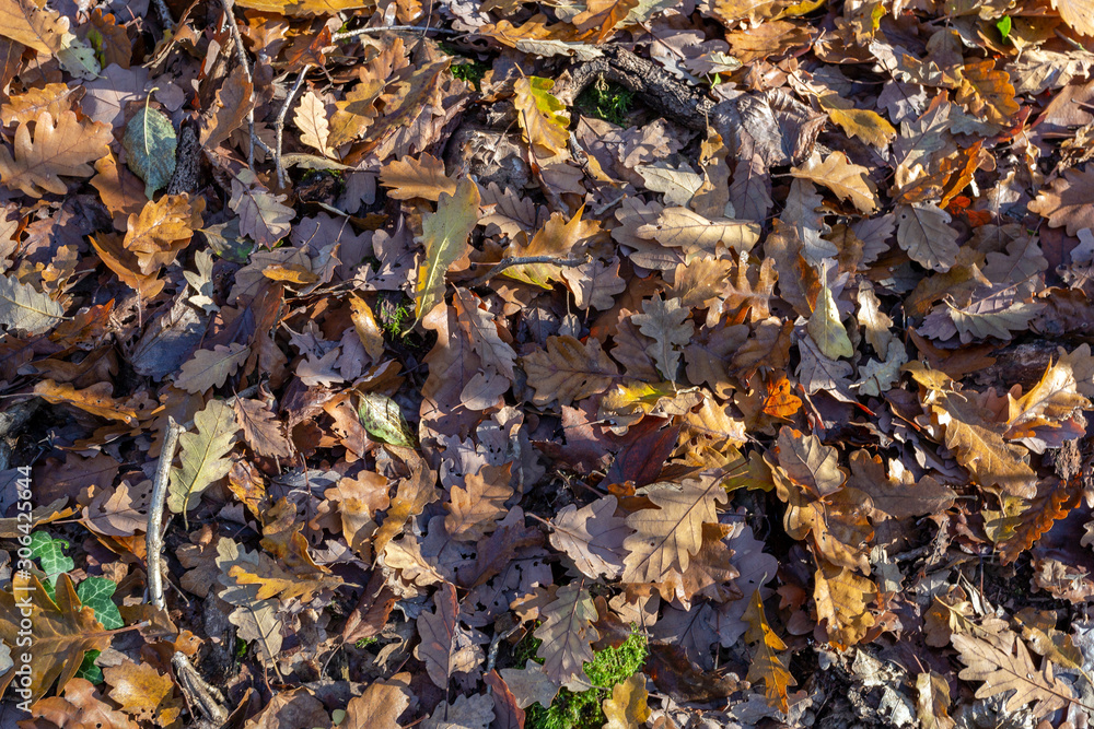 Texture of oak leaves on the ground