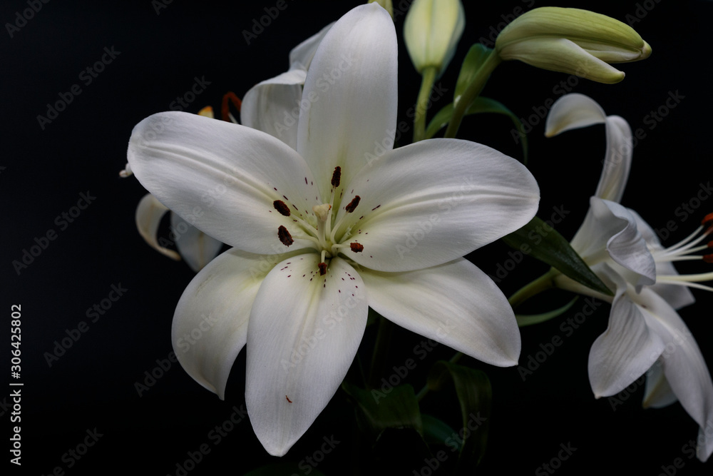 Close up of white calla lilies on a dark background. Close up of white calla lilies on a dark background.