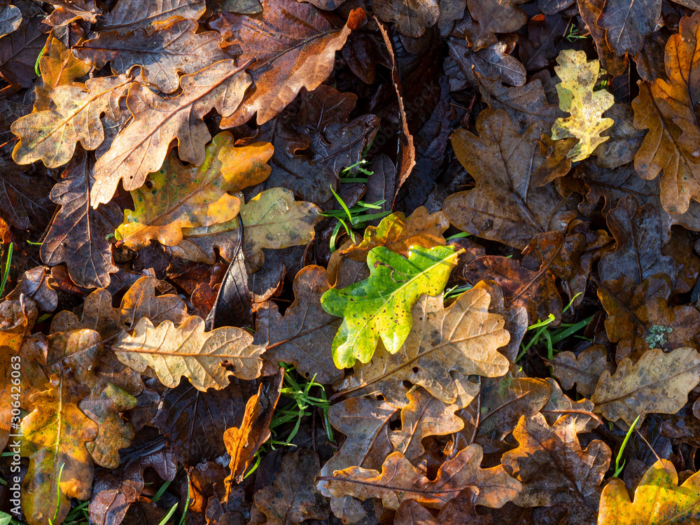 Colourful oak leaf litter on a woodland floor in late autumn, North Yorkshire, England