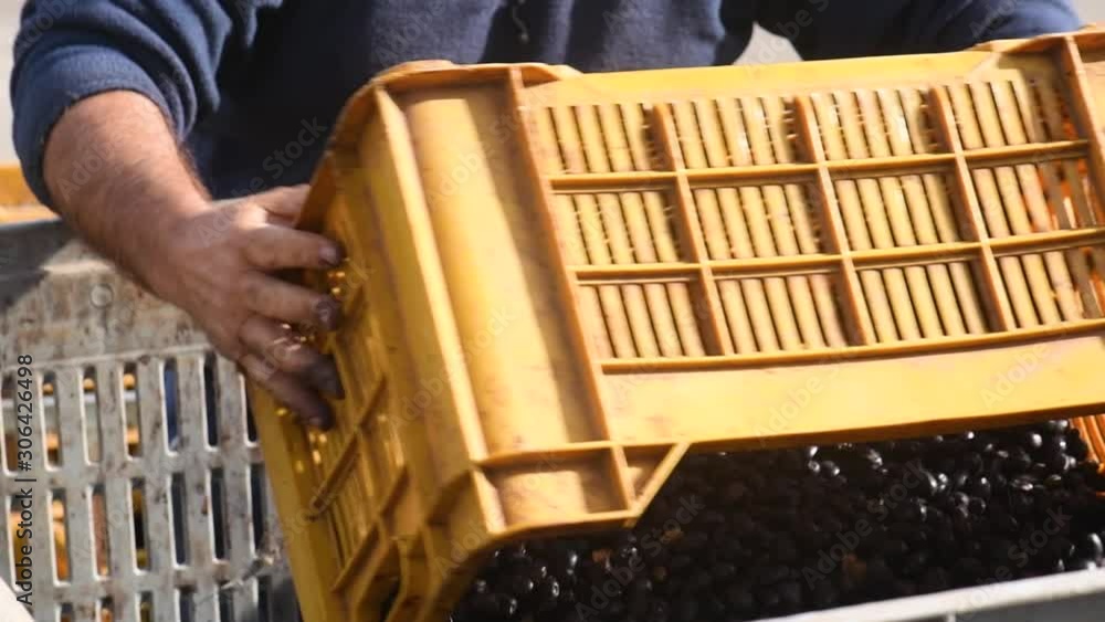 Processing of the olives in an oil mill. Harvesting olives in Puglia, Italy. Farmer unloads olives in a big box Processing of the olives in an oil mill. Harvesting olives in Puglia, Italy. Farmer unloads olives in a big box