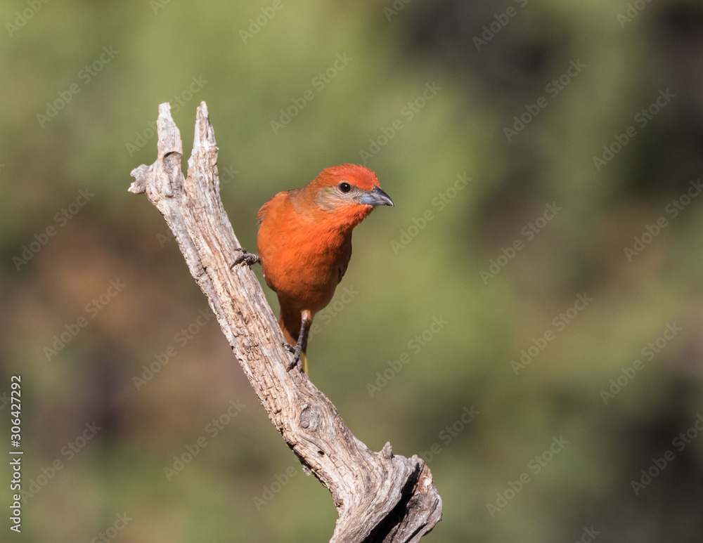 Hepatic Tanager Hepatic Tanager