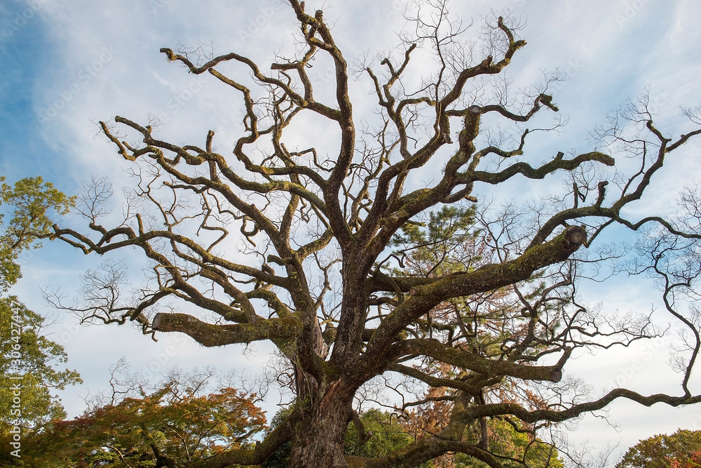 old japanese maple tree in autumn at Kyoto park, Japan old japanese maple tree in autumn at Kyoto park, Japan