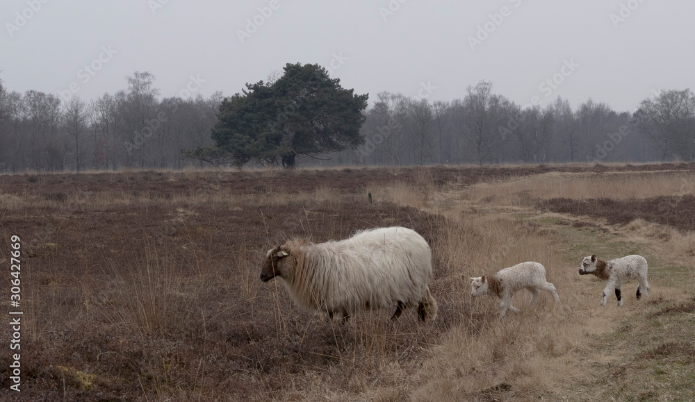 flock of sheep flock of sheep