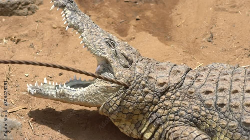 Big crocodile with open mouth full of jaws. Bite quickly when disturbed. Shot in Slowmotion. 120 FPS. Big crocodile with open mouth full of jaws. Bite quickly when disturbed. Shot in Slowmotion. 120 FPS.