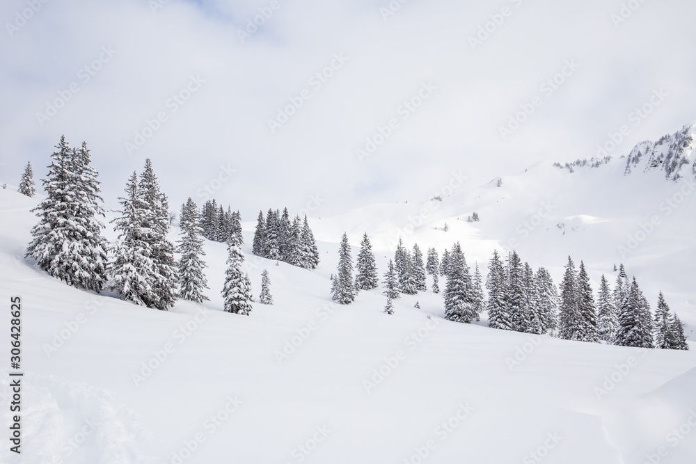 Pine trees and mountains covered with a lot of snow in Kleinwalsertal in Austria 