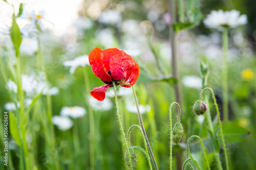 Wild red poppy in a green field with wild flowers in the spring on a sunny day in the Netherlands seen from the side
