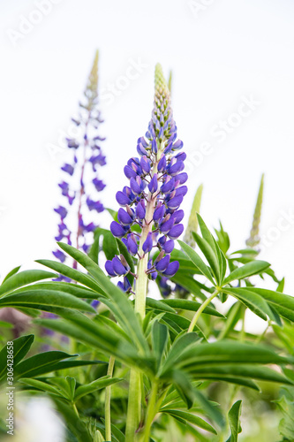 Wild purple lupine flowers in a green field in the spring on a sunny day in the Netherlands seen from below