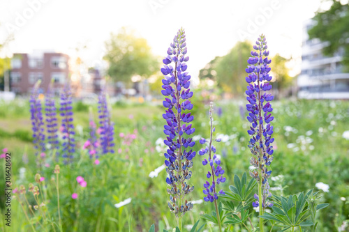 Wild purple lupine flowers in a green field in the spring on a sunny day in the Netherlands