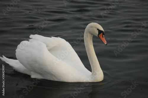 Fototapeta Naklejka Na Ścianę i Meble -  swan on lake