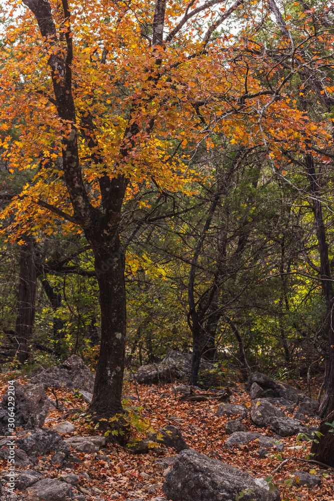 autumn in the forest autumn in the forest