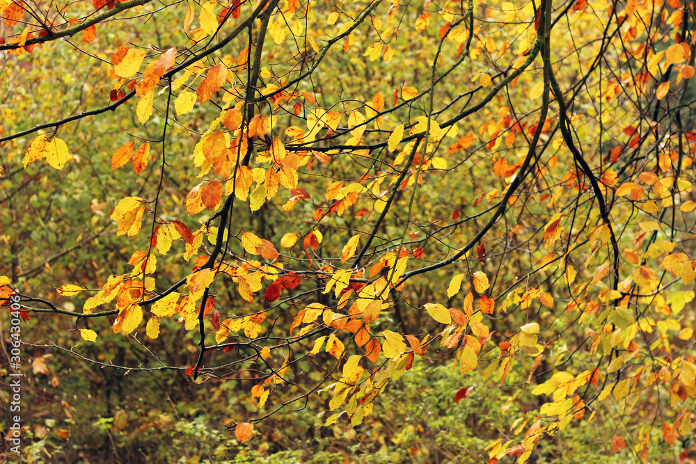 Colorful autumn leaves hanging on branches Colorful autumn leaves hanging on branches