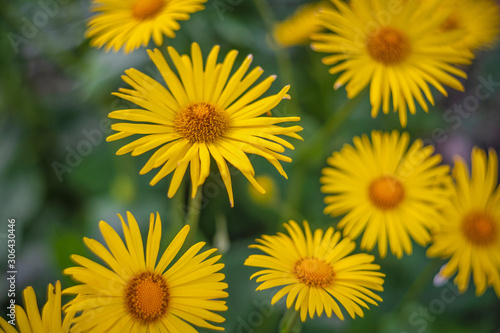 yellow daisies among greenery in the garden