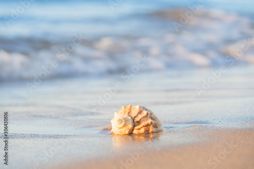 beautiful shell lies on the beach, next to the azure water of the sea